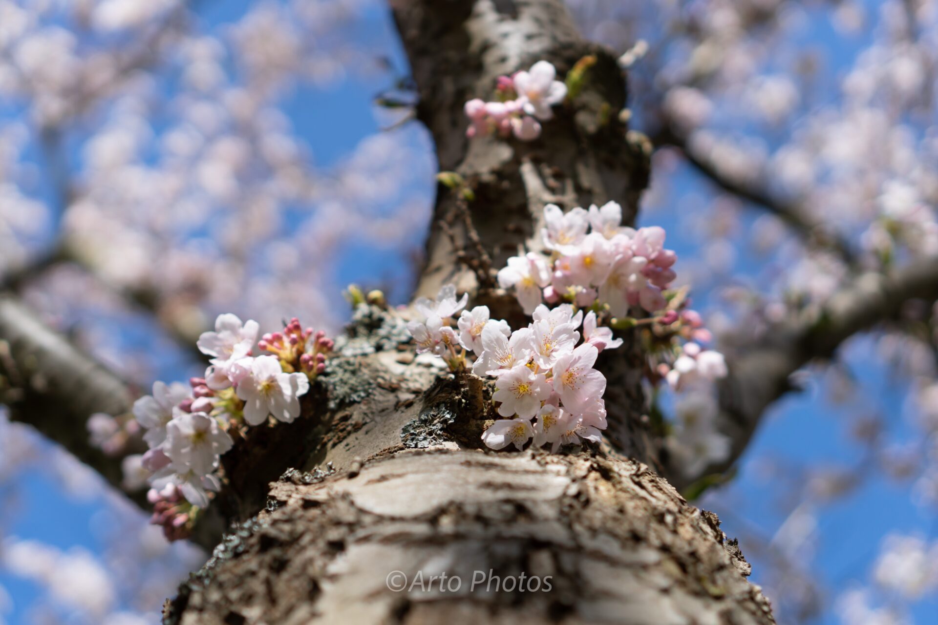 Cherry Blossomes, #028