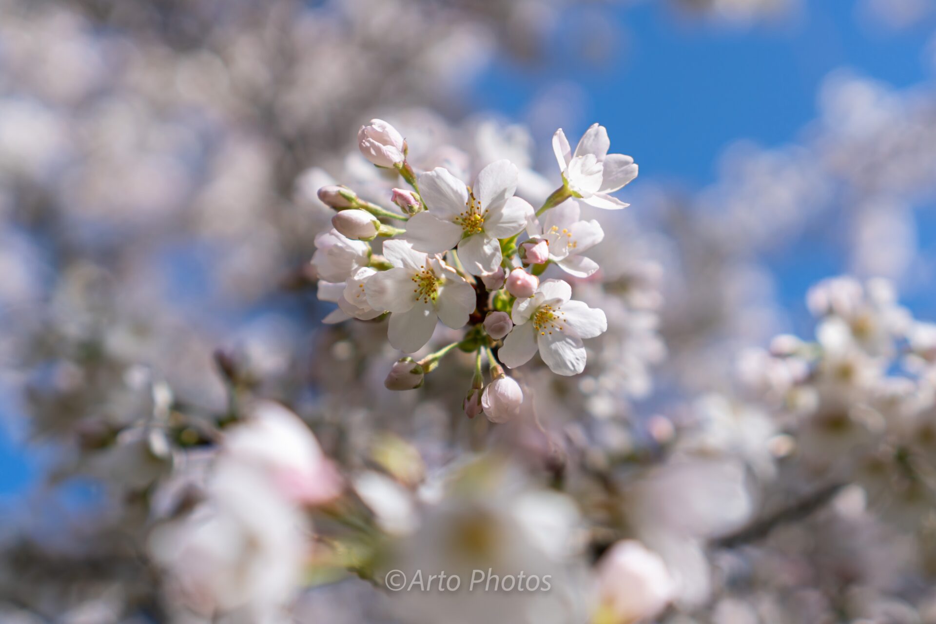Cherry Blossoms, #027