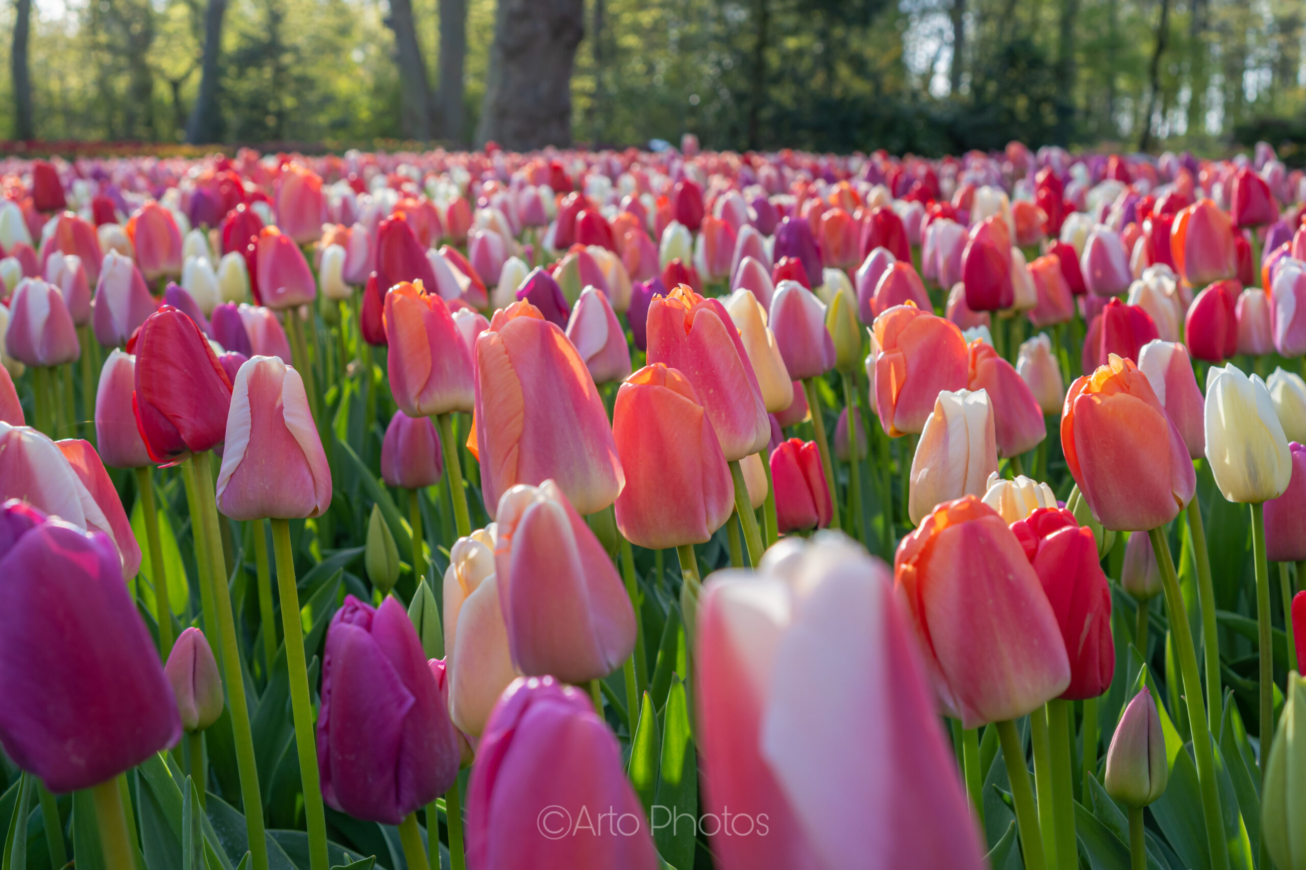 Colorful Tulips, #007