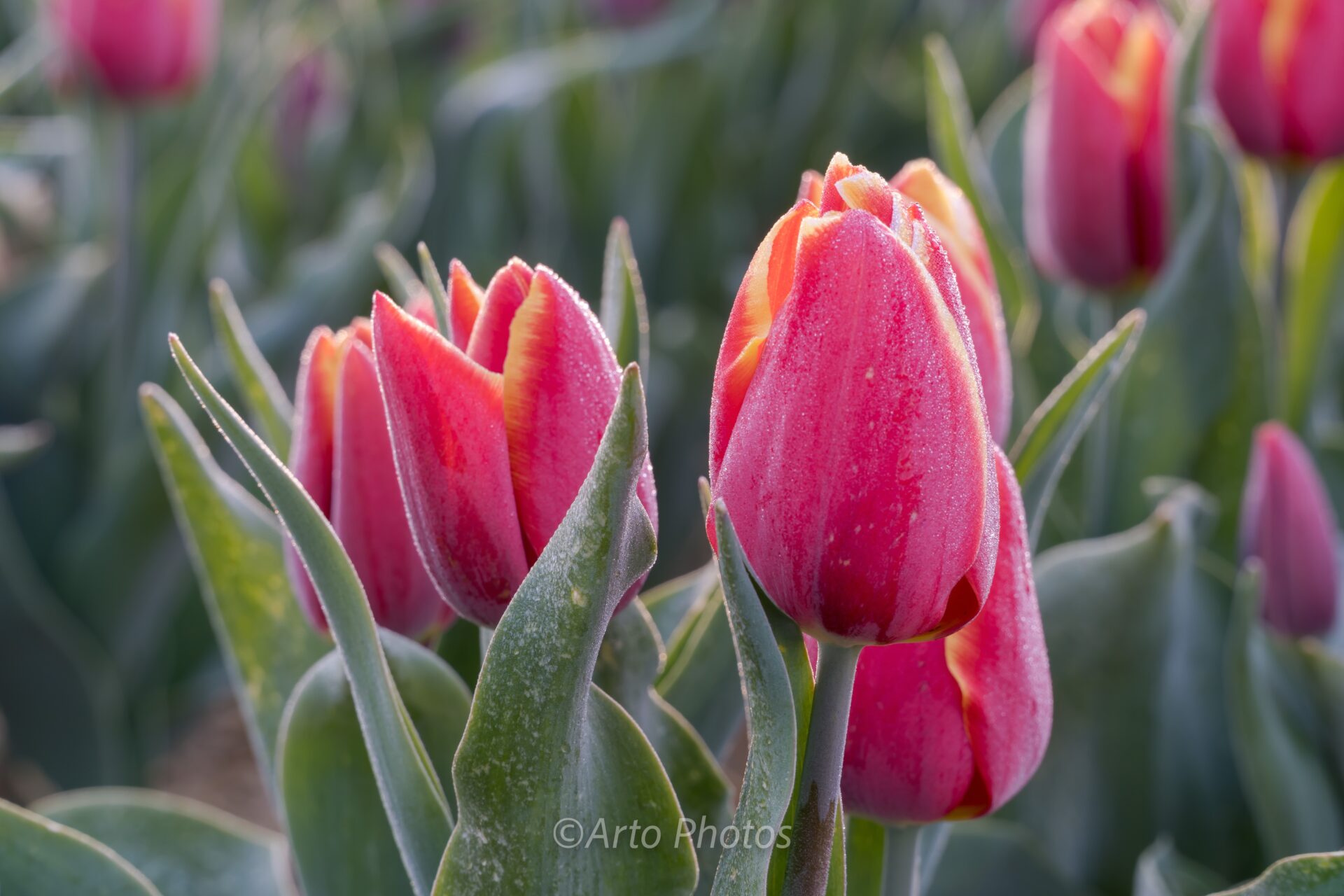 frozen tulips, #038