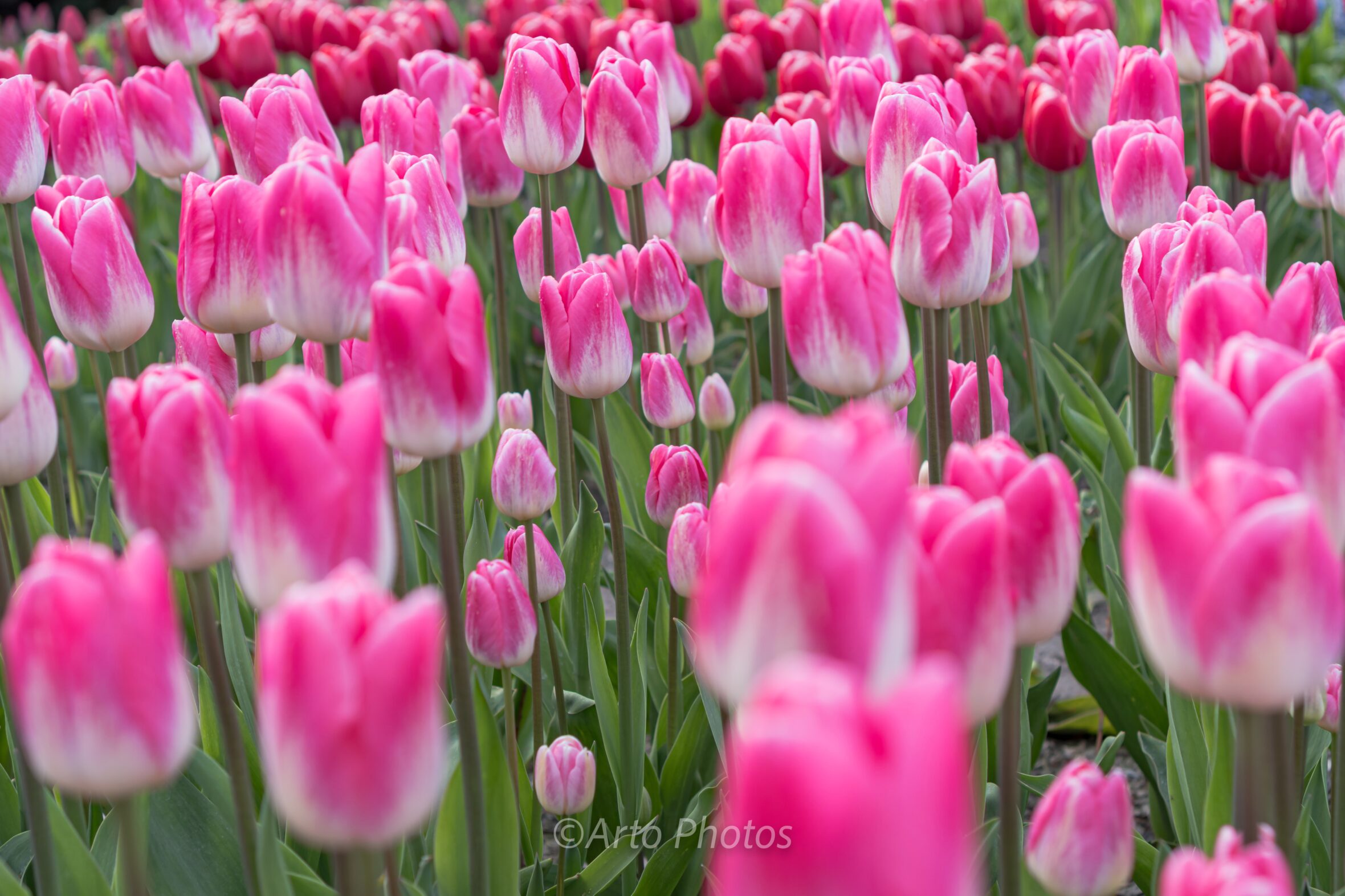 Pink White Tulips #054