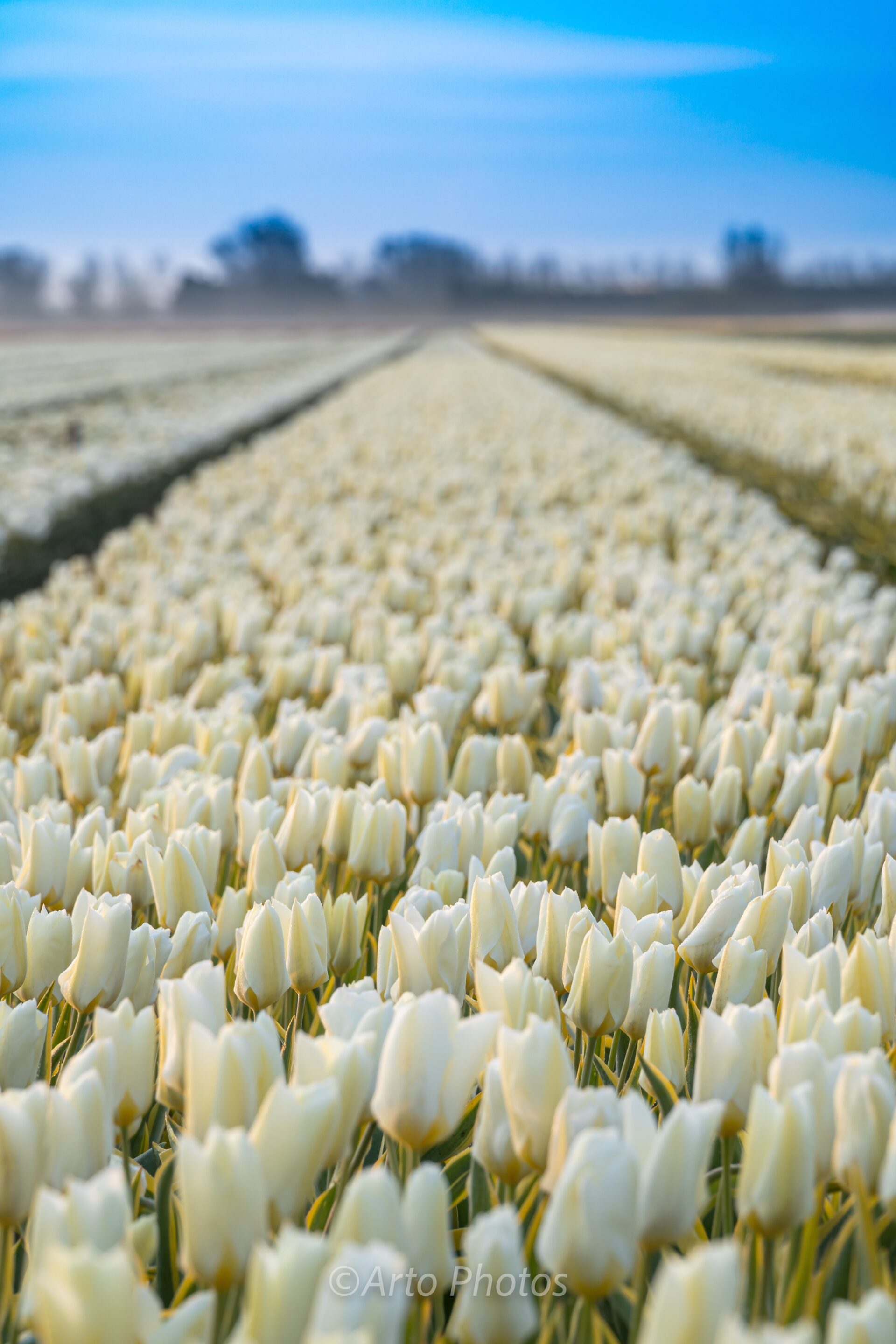 white tulip fields,#047
