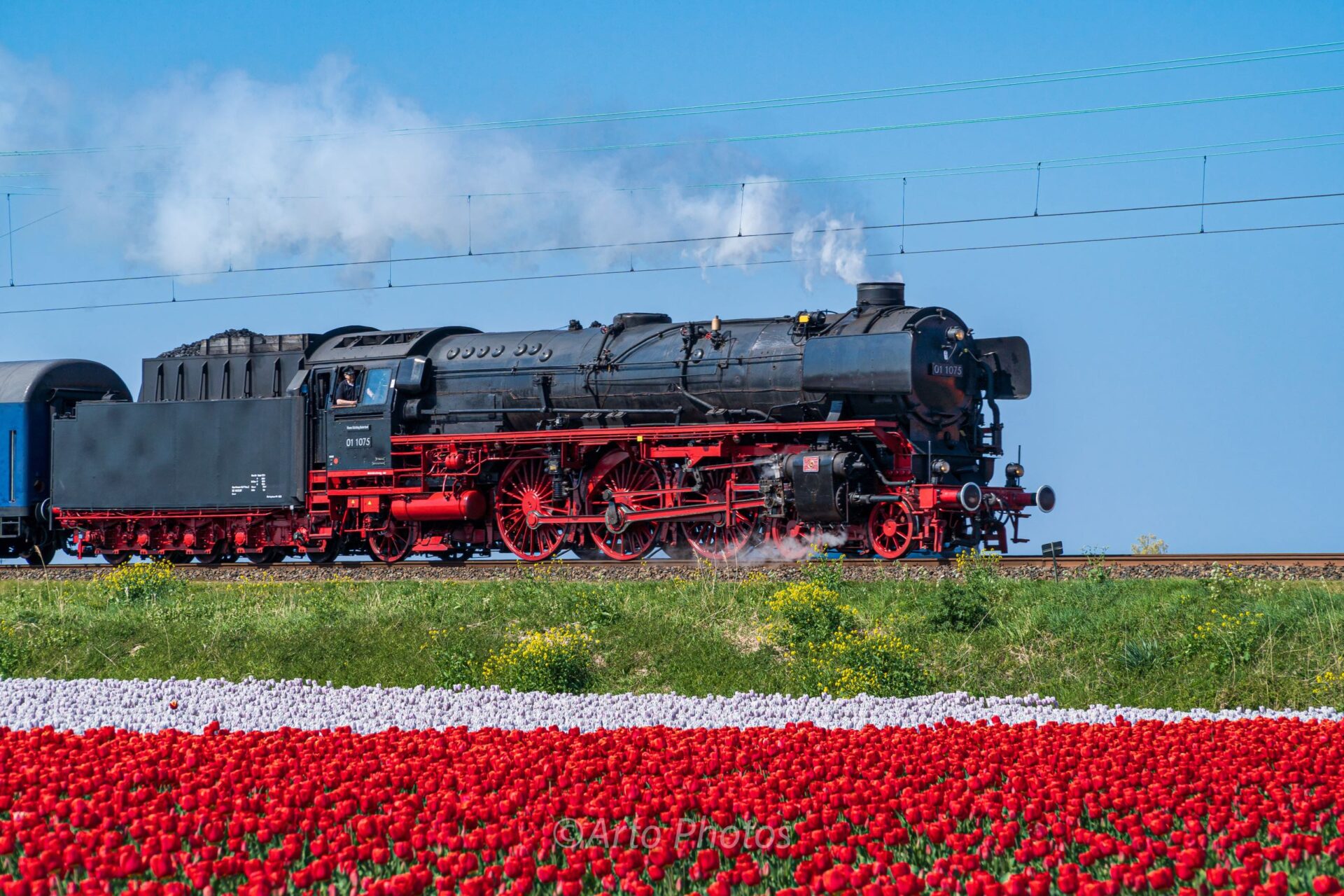 steam locomotive tulip field #056