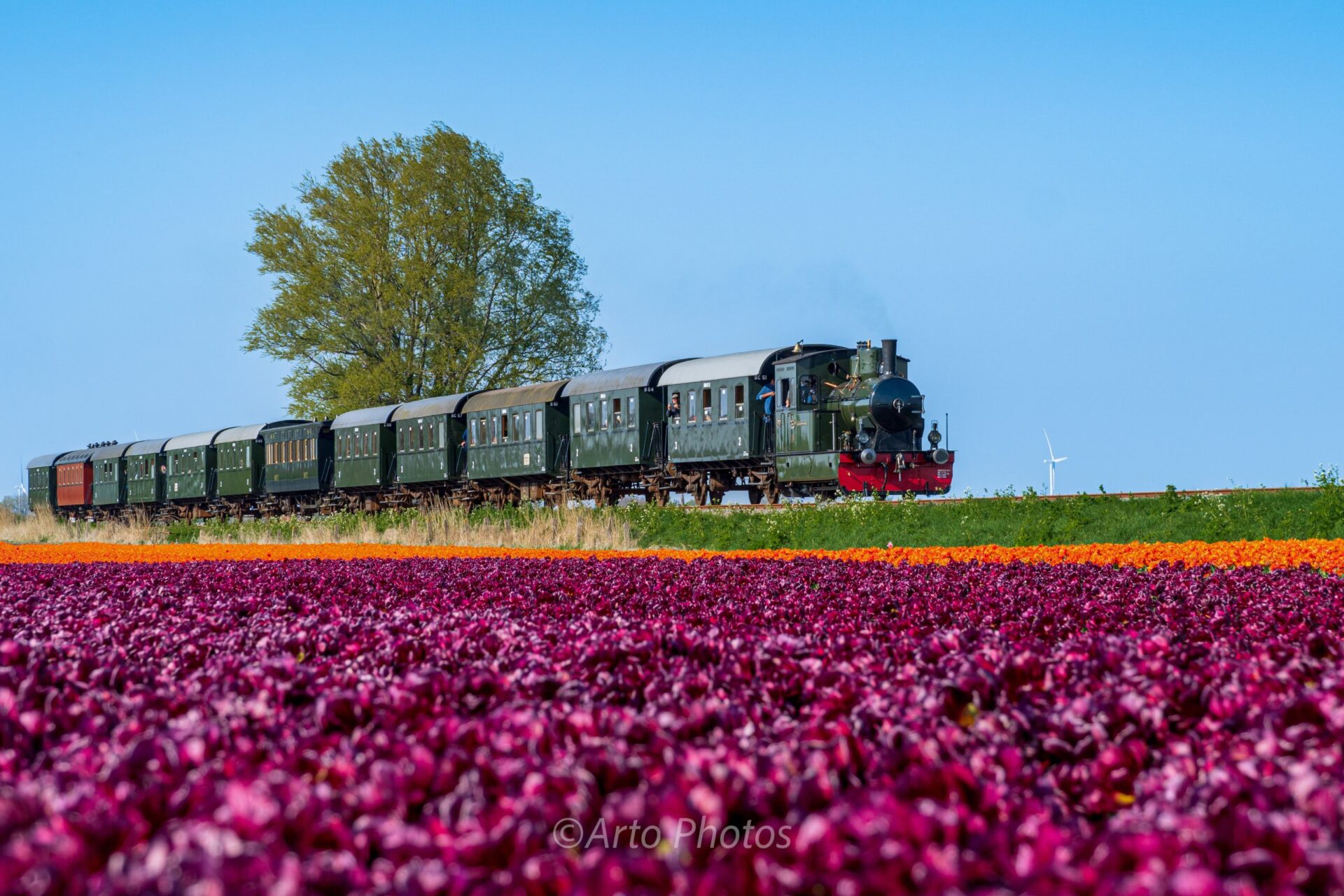 steam train in tulip field #057