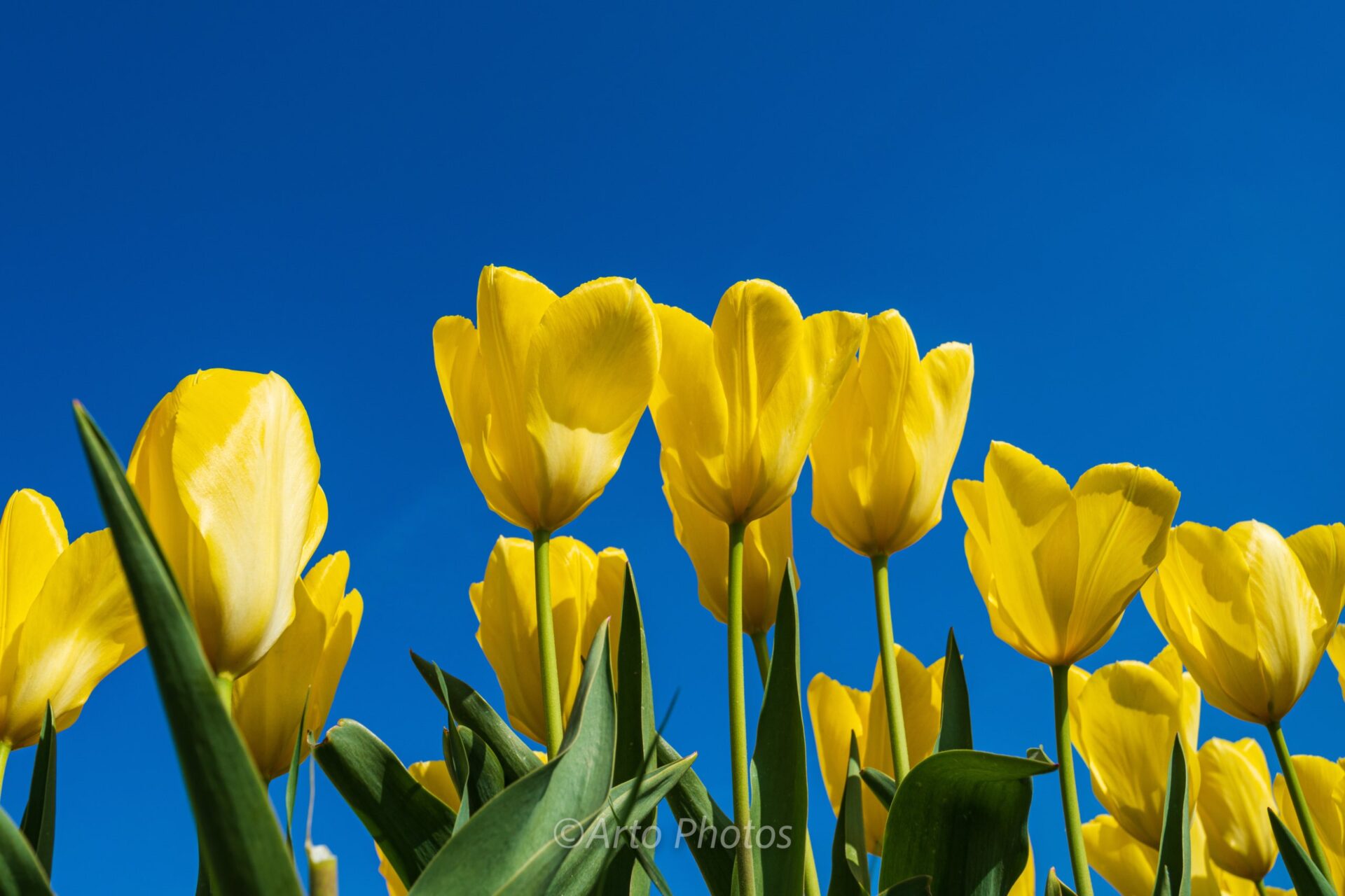 yellow tulips with blue sky #060
